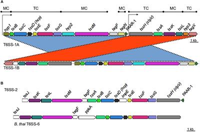 Bioinformatic Analysis of the Type VI Secretion System and Its Potential Toxins in the Acinetobacter Genus